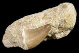 Mosasaur (Mosasaurus) Tooth In Rock - Morocco #161181-1